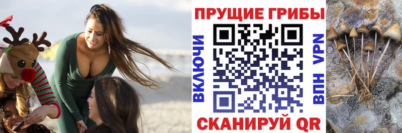 Псилоцибиновые грибы мицелий  маркетплейс Telegram  Зеленогорск 
