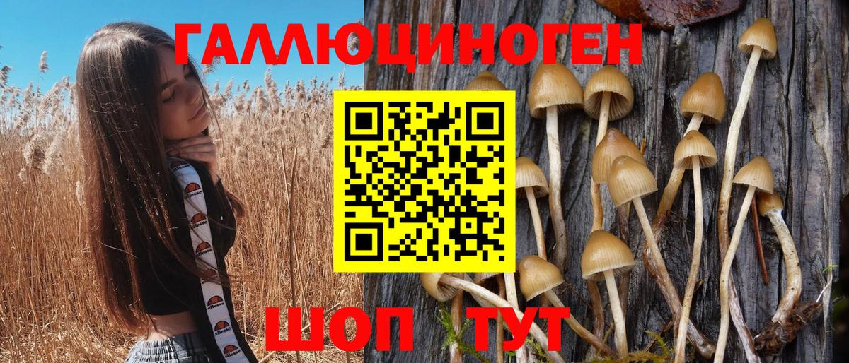 Зеленогорск  Псилоцибиновые грибы GOLDEN TEACHER  Вход с VPN  Галлюциногенные грибы GOLDEN TEACHER 